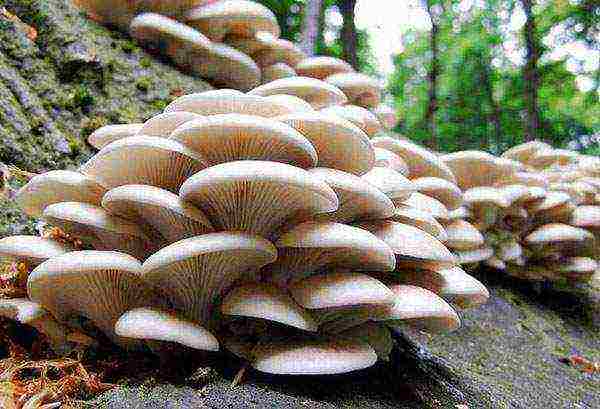 what you need to grow oyster mushrooms at home