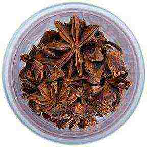 ano ang lumaki sa india star anise cardamom chocolate guarana