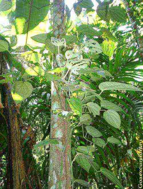 ano ang lumaki sa india star anise cardamom chocolate guarana