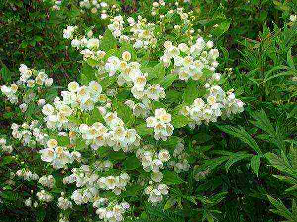 mock orange planting and care in the open field