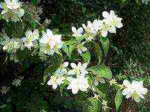 mock orange planting and care in the open field