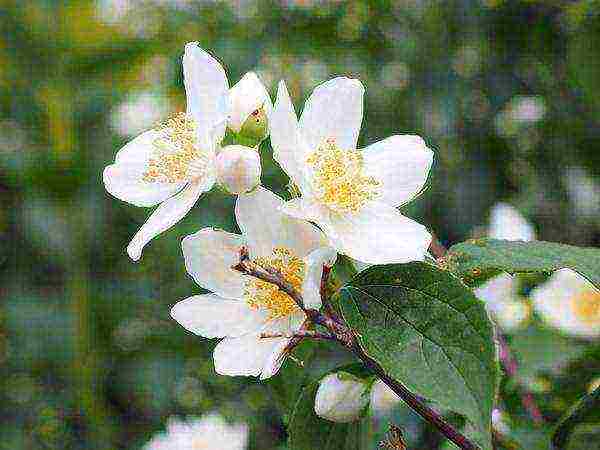 mock orange planting and care in the open field