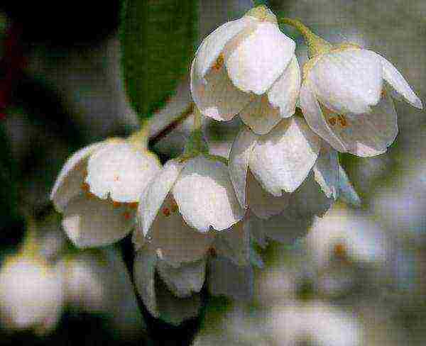 mock orange planting and care in the open field