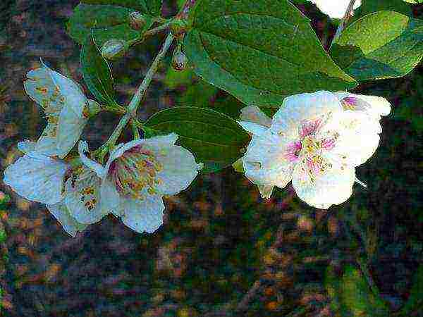 mock orange planting and care in the open field