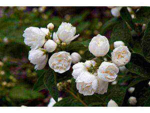 mock orange planting and care in the open field