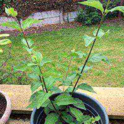 mock orange planting and care in the open field