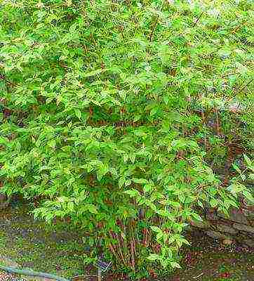 mock orange planting and care in the open field