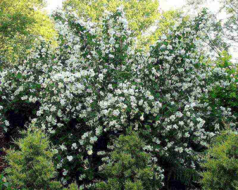 mock orange planting and care in the open field