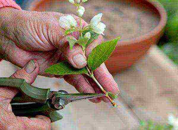 mock orange planting and care in the open field