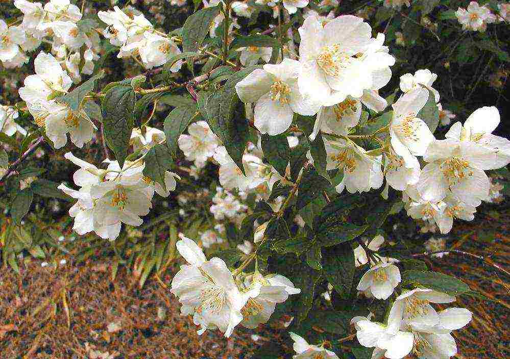 mock orange planting and care in the open field