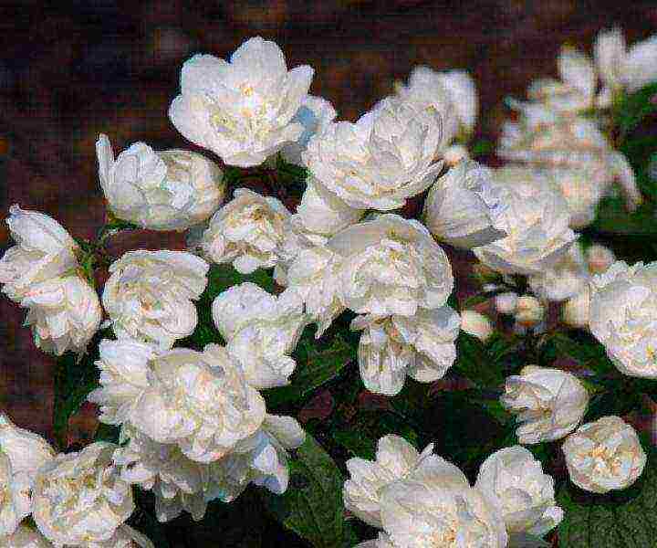 mock orange planting and care in the open field