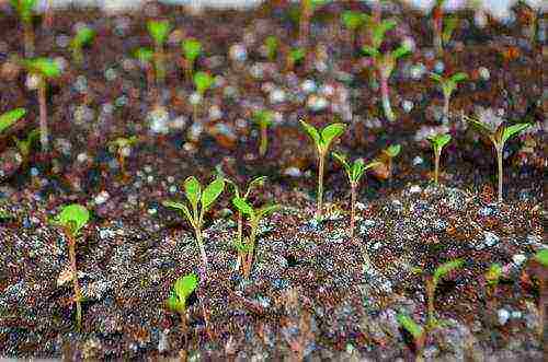 cineraria seaside planting and care in the open field