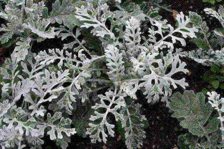 cineraria seaside planting and care in the open field