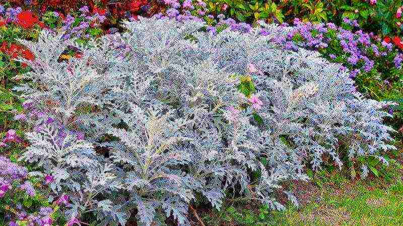 cineraria seaside planting and care in the open field