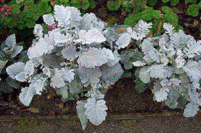 cineraria seaside planting and care in the open field