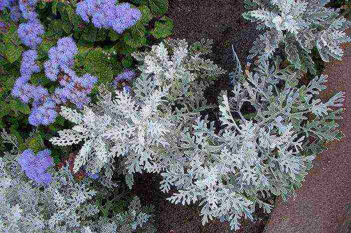 cineraria seaside planting and care in the open field