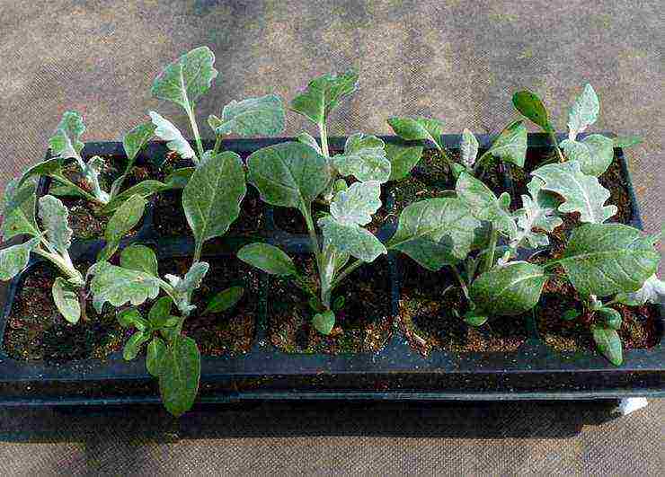 cineraria seaside planting and care in the open field