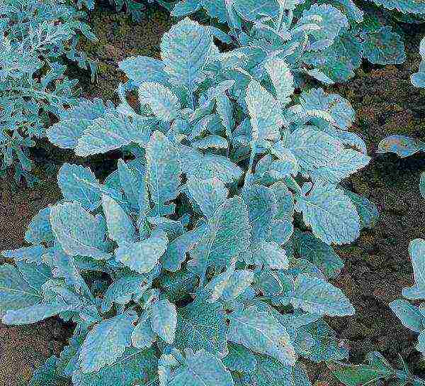 cineraria seaside planting and care in the open field