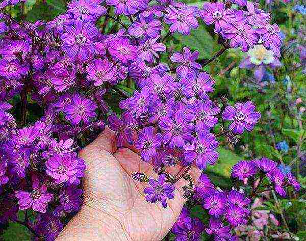 cineraria seaside planting and care in the open field