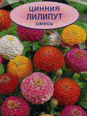 zinnias พันธุ์ที่ดีที่สุด