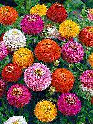 zinnias พันธุ์ที่ดีที่สุด