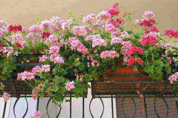 zinnias the best varieties