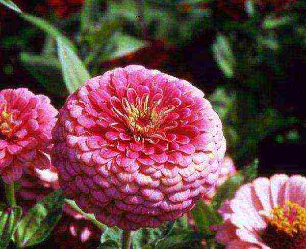 zinnias พันธุ์ที่ดีที่สุด