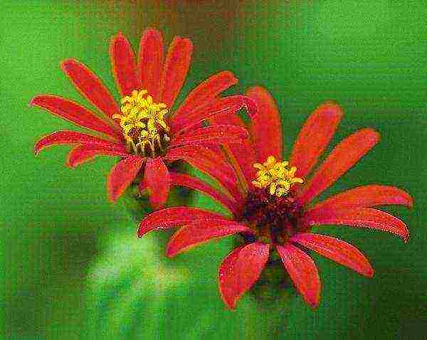 zinnias the best varieties