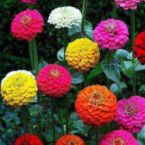 zinnias พันธุ์ที่ดีที่สุด