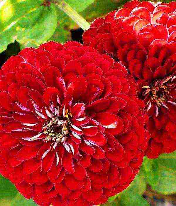 zinnias พันธุ์ที่ดีที่สุด