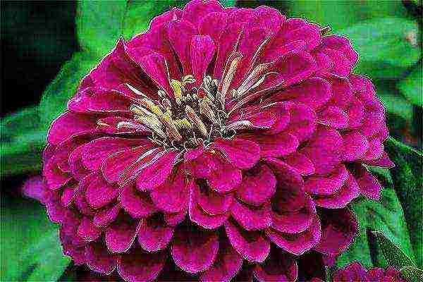 zinnias the best varieties