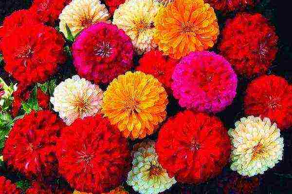 zinnias พันธุ์ที่ดีที่สุด