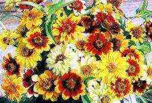 zinnias the best varieties