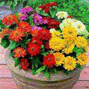 zinnias พันธุ์ที่ดีที่สุด