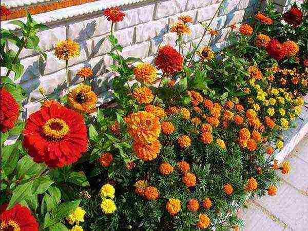 zinnias พันธุ์ที่ดีที่สุด