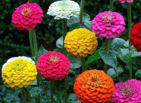 zinnias พันธุ์ที่ดีที่สุด