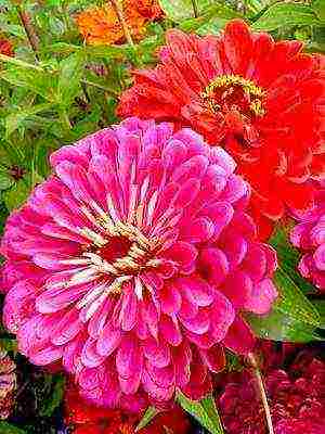 zinnias พันธุ์ที่ดีที่สุด