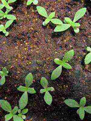 zinnias the best varieties