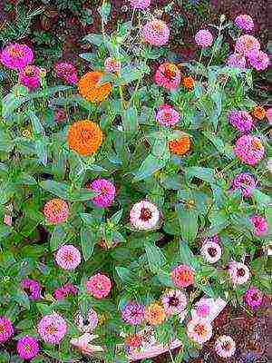 zinnias พันธุ์ที่ดีที่สุด