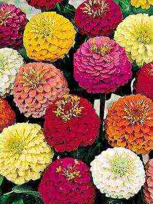 zinnias พันธุ์ที่ดีที่สุด