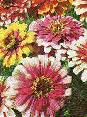 zinnias พันธุ์ที่ดีที่สุด