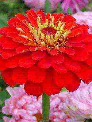 zinnias พันธุ์ที่ดีที่สุด