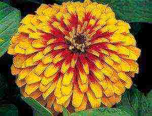 zinnia perennial planting and care in the open field