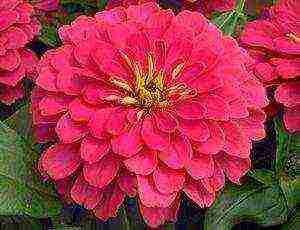 zinnia perennial planting and care in the open field