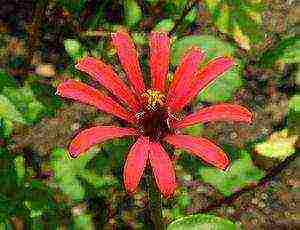 zinnia perennial planting and care in the open field