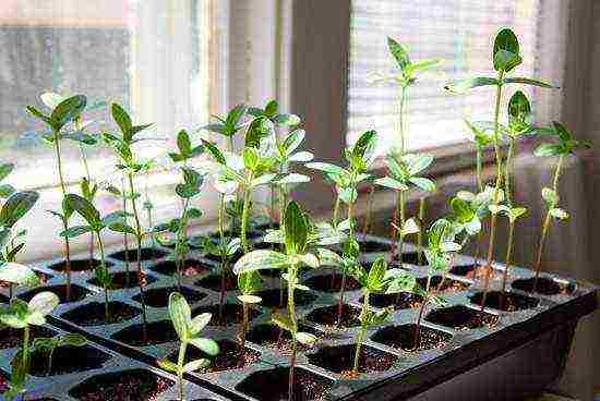 zinnia perennial planting and care in the open field