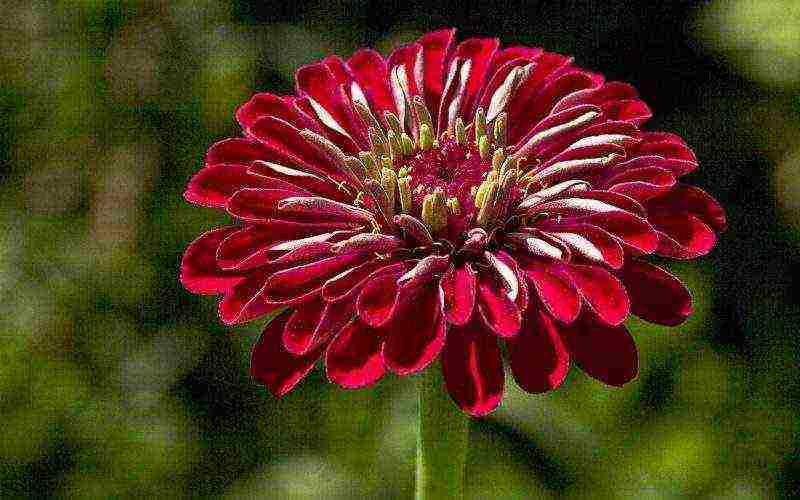 zinnia perennial planting and care in the open field