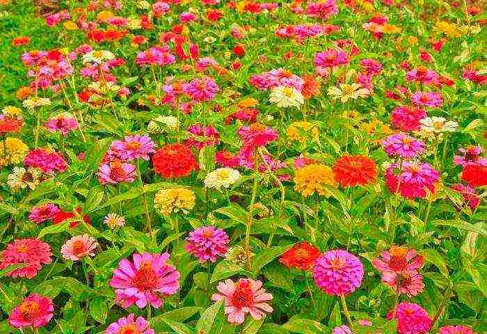 zinnia perennial planting and care in the open field