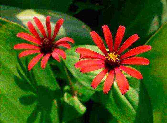 zinnia perennial planting and care in the open field