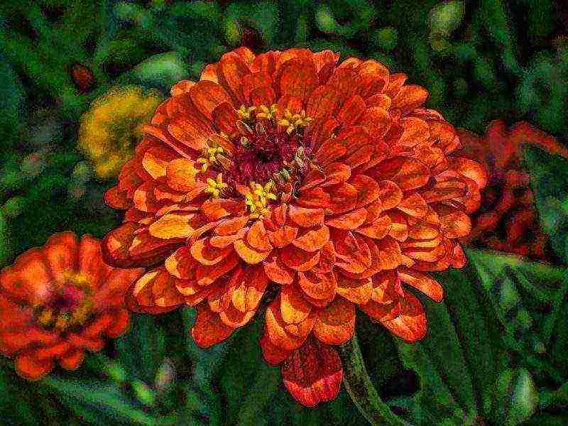 zinnia perennial planting and care in the open field